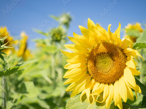 伊計島のひまわり畑
Sunflower field in Ikei Island Okinawa, Japan photo