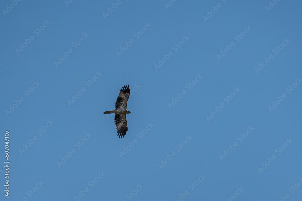 Whistling Kite flying over the Murray River in South Australia Whistling Kite flying over the Murray River in South Australia