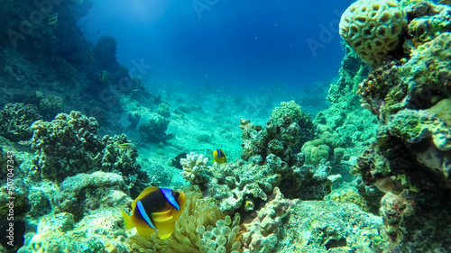 Fototapeta Naklejka Na Ścianę i Meble -  amazing coral reef and fish