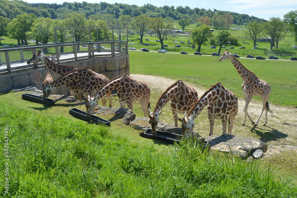 Fototapeta premium Group of giraffes standing outside on grass eating and walking