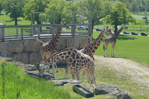 Group of giraffes standing outside on grass eating and walking