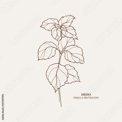 Hand drawn shiso. Botanical line art illustration