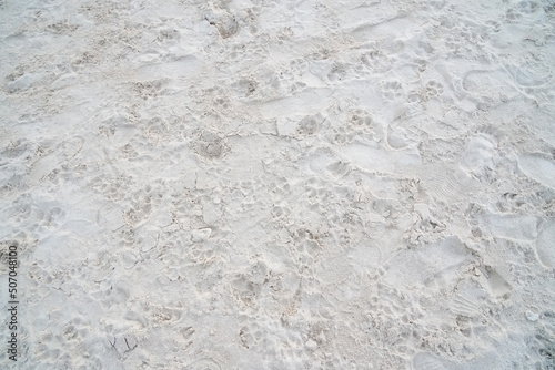 Many paws on white sand of the beach. Full frame. Surface and texture background.