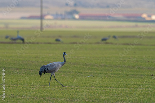 A flock of eurasian crane (Grus grus) in winter in Gallocanta