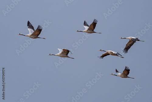 Obraz na płótnie A flock of eurasian crane (Grus grus) in winter in Gallocanta w salonie