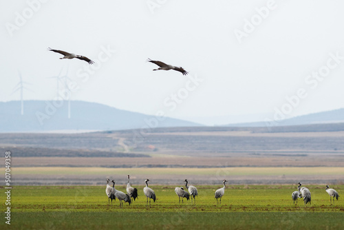 A flock of eurasian crane (Grus grus) in winter in Gallocanta © Arnau