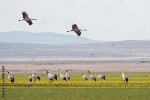A flock of eurasian crane (Grus grus) in winter in Gallocanta © Arnau