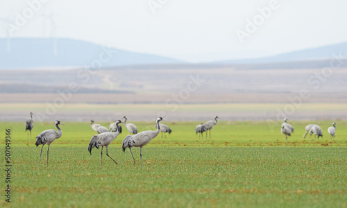 A flock of eurasian crane  Grus grus  in winter in Gallocanta