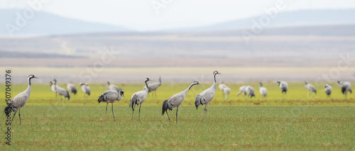 A flock of eurasian crane (Grus grus) in winter in Gallocanta