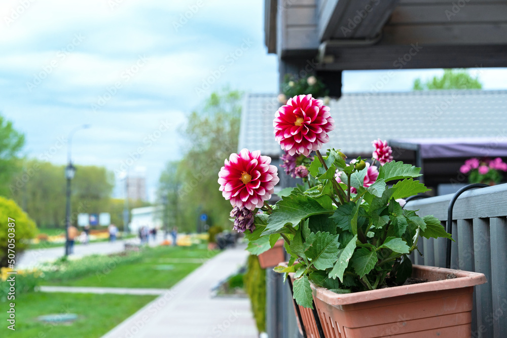 Red Dahlias pinnate in the flowerpot near a wooden house.