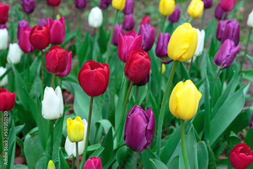 Fototapeta Naklejka Na Ścianę i Meble -  Multi-colored tulips bloom in the spring garden. Tulips Gesner's.