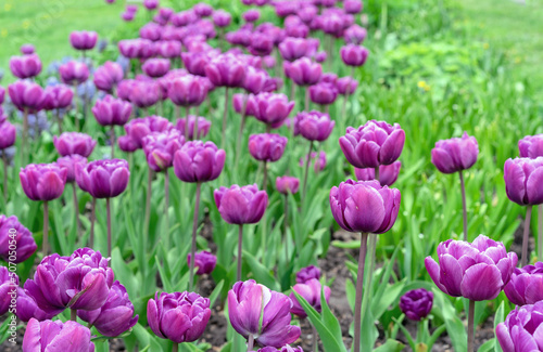 Tulips "Purple peony". Blooming violet tulips in spring garden.