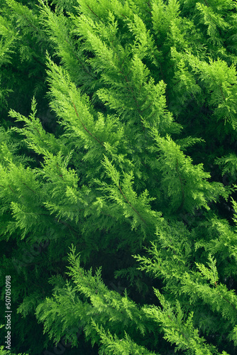 Green tree leaves texture background