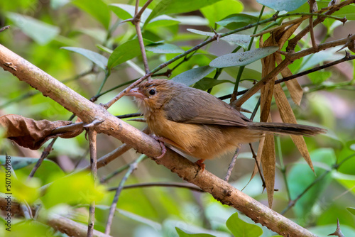 Photography Tawny-bellied babbler (Dumetia hyperythra) also known as the rufous-bellied babb