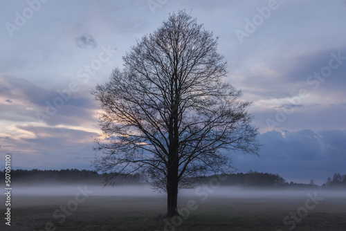 Single tree on a foggy meadow in Wegrow County, Masovia region of Poland