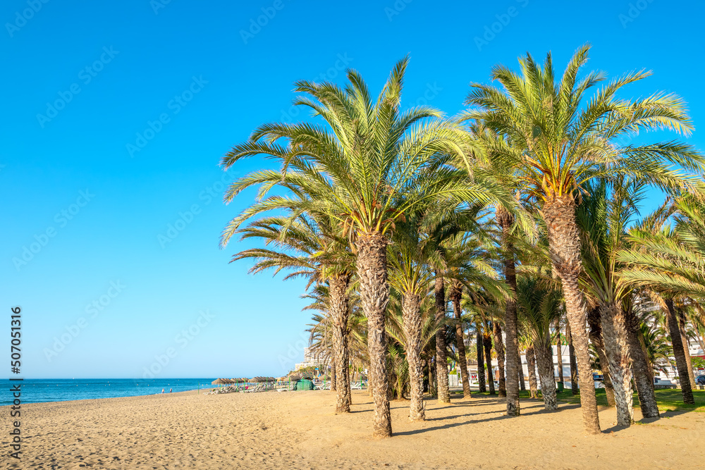Palms on the beach. Torremolinos, Andalusia, Spain - obrazy, fototapety, plakaty 