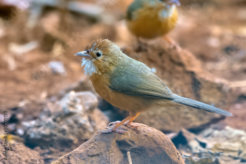 Tawny-bellied babbler (Dumetia hyperythra) also known as the rufous-bellied babbler, photographed in Mumbai in Maharashtra, India