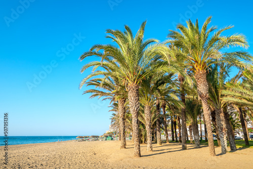 Palms on the beach. Torremolinos, Andalusia, Spain photo