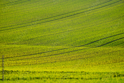 Young wheat plants grow in the field. Vegetable rows, agriculture, farmlands in Hungary