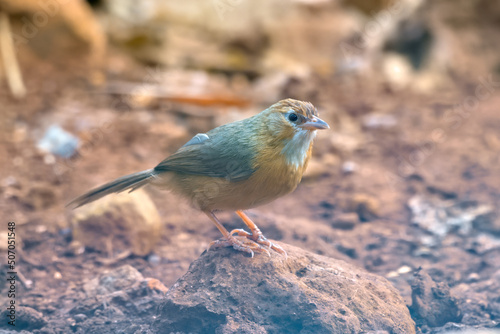 Tawny-bellied babbler (Dumetia hyperythra) also known as the rufous-bellied babbler, photographed in Mumbai in Maharashtra, India photo