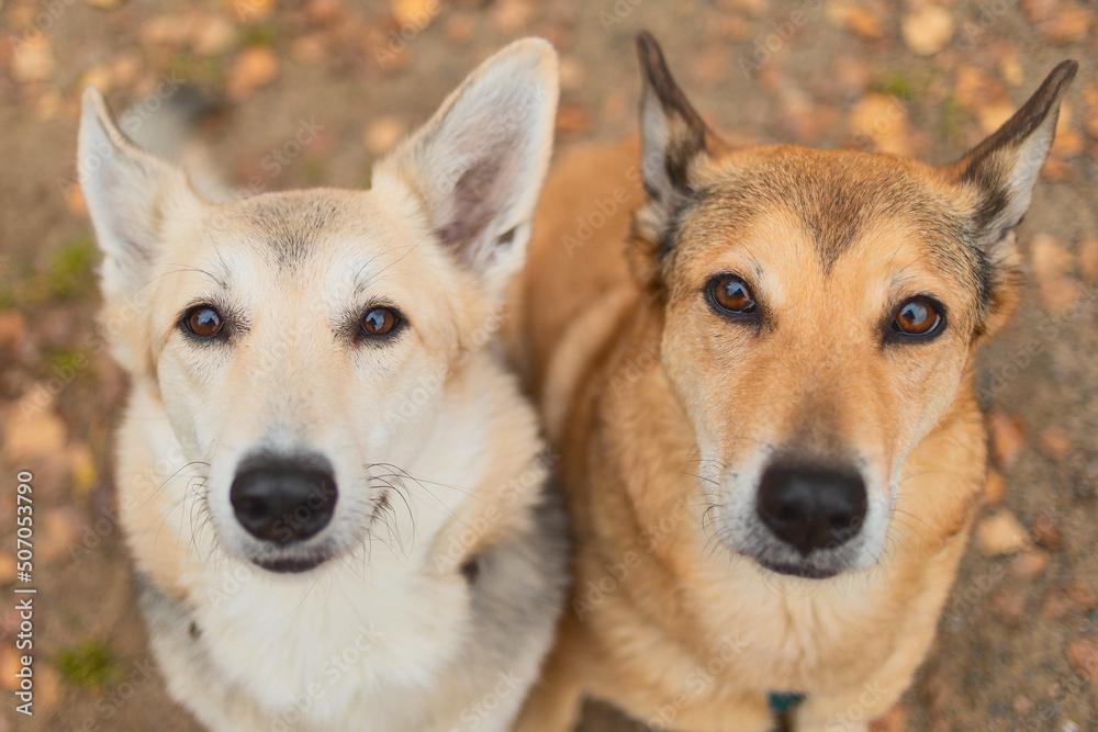 Two shepherd dogs, happy and looking to the camera