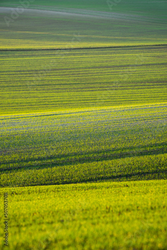 Young wheat plants grow in the field. Vegetable rows  agriculture  farmlands in Hungary