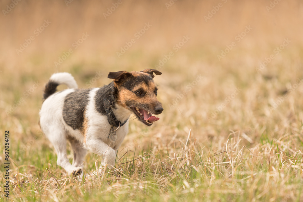 Tricolor Jack Russell Terrier dog running in early spring on a meadow