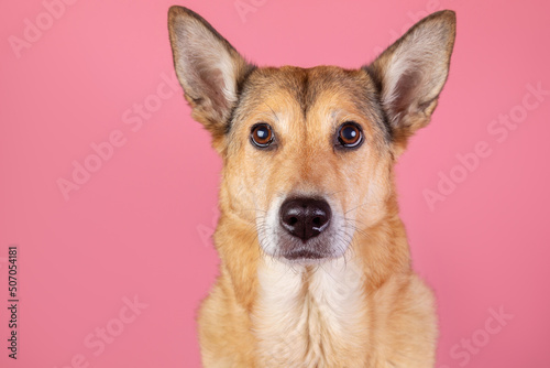 Serious dog on isolated pink background © Alexandr