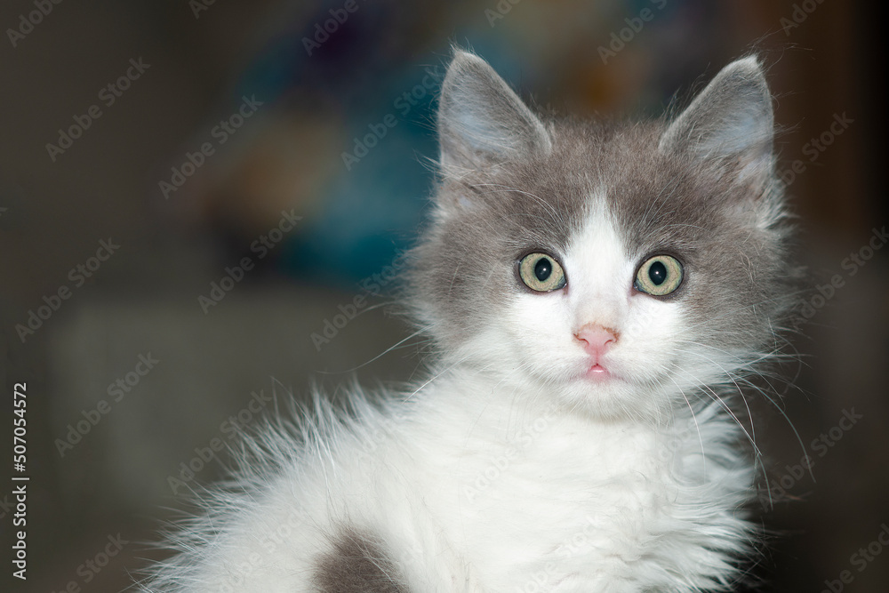 Cute little gray and white kitten looking into camera