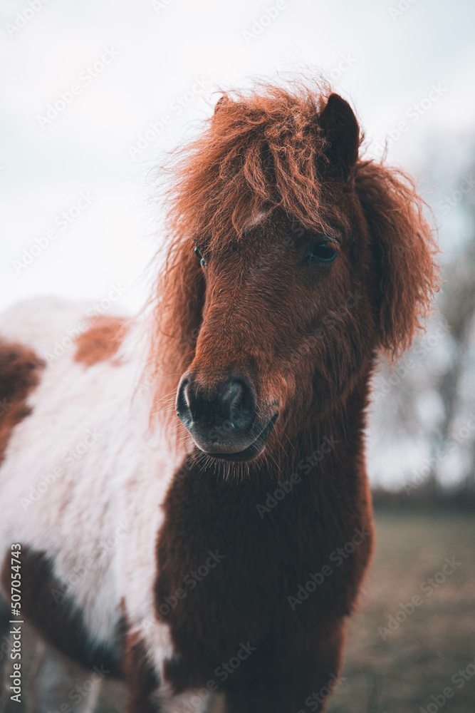 brown horse portrait brown horse portrait