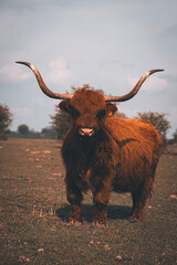 Tableau sur aluminium  scottish highland cow  © Jelle