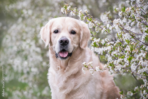 A portrait of a cute dog among flowering trees. Golden Retriever sitting by a beautiful apple tree in springtime outdoors photo