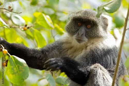 Sykes  monkey  Cercopithecus albogularis  feeding on the fruits of the tree.