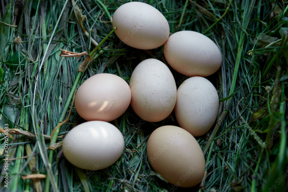 Close-up of raw eggs in the nest Close-up of raw eggs in the nest