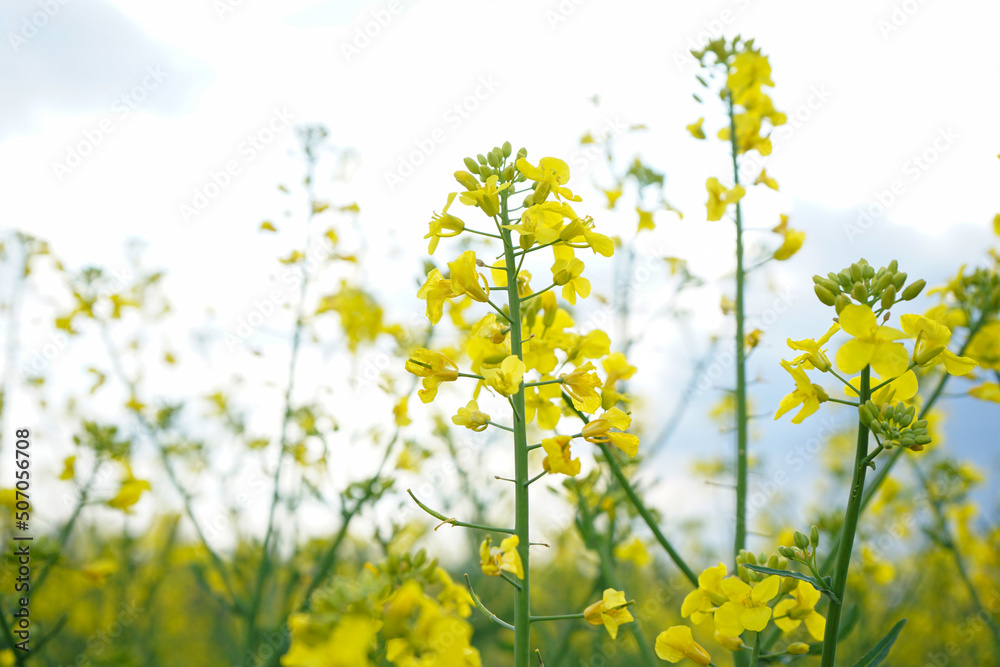 Blooming canola field. Flowering rapeseed with blue sky and clouds. Close-up.