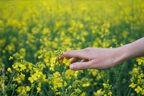 Female hand touching blooming rapeseed crops in field. Nature background.