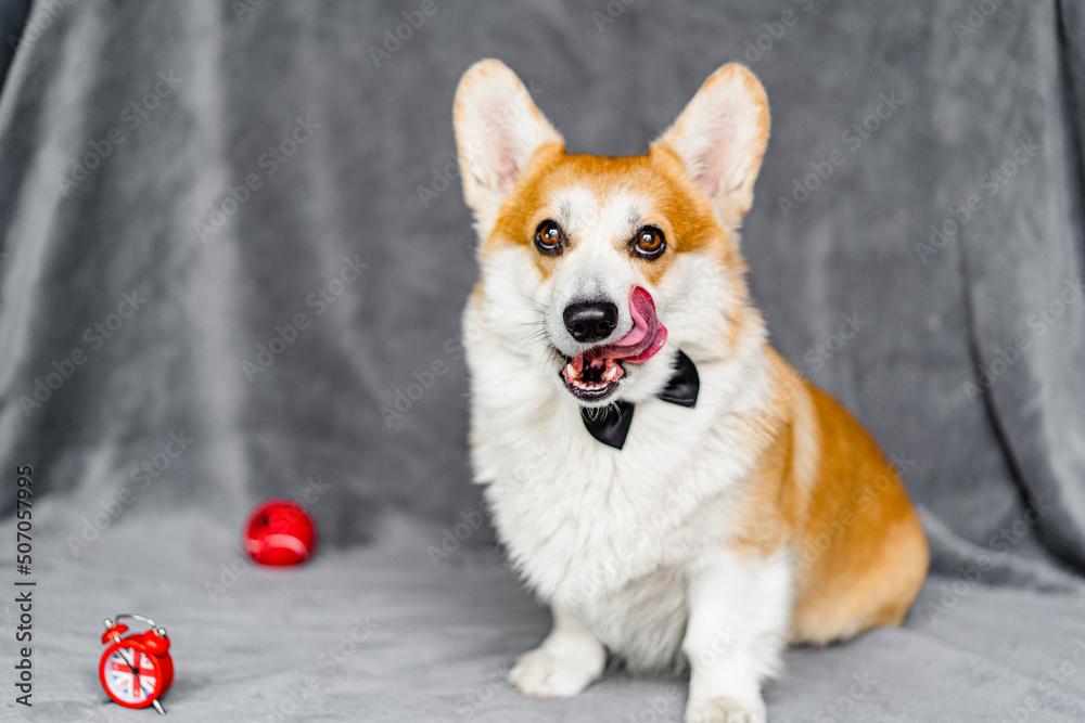 Pretty red corgi with tongue. Cheerful corgi. Portrait of a cute dog. Dog and alarm clock