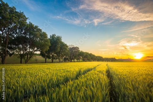 Ripe golden wheat field with path at the sunset time in Pannonhalma, Hungary