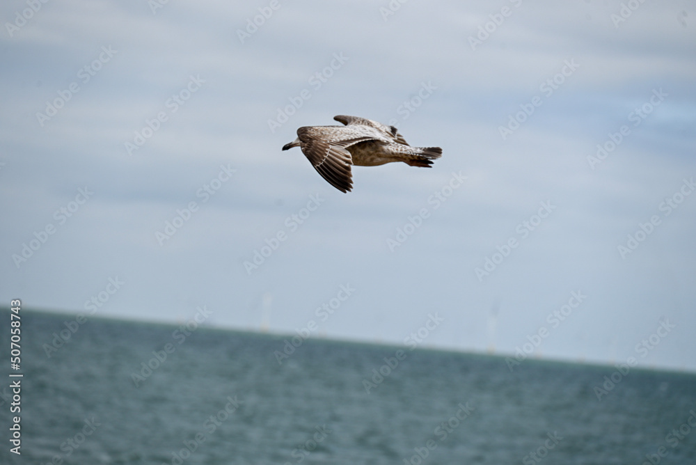 Naklejka premium flying