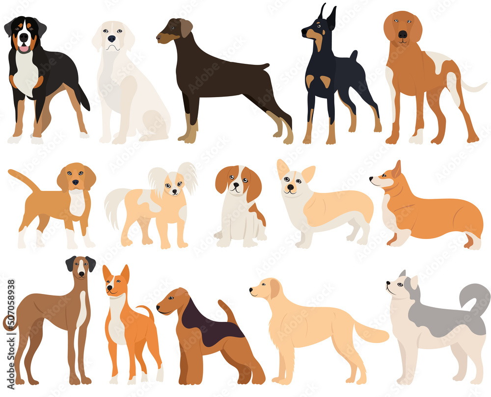 dogs set, collection in flat design isolated, vector