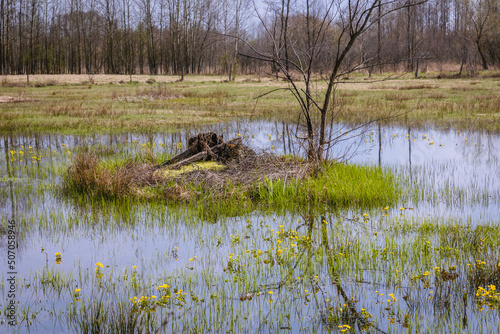 Marsh-marigolds on a flooded meadow in Wegrow County, Masovia region of Poland