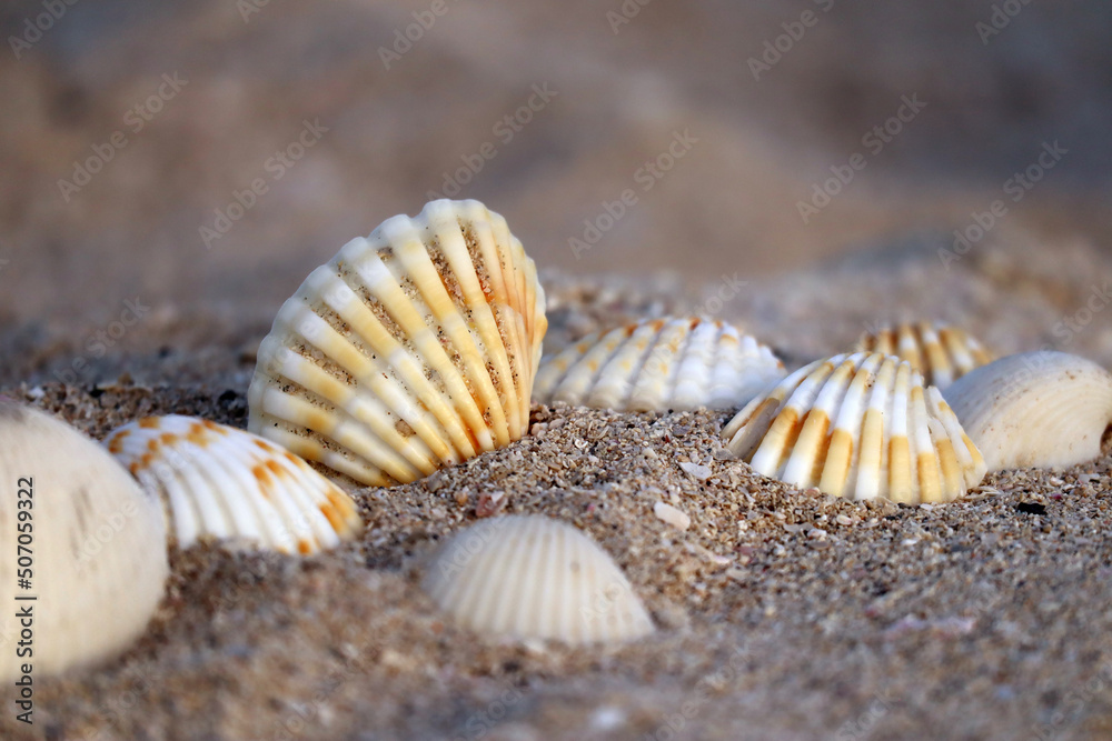 Seashells on a sandy beach at the sunset, partially blurred and unfocused Seashells on a sandy beach at the sunset, partially blurred and unfocused
