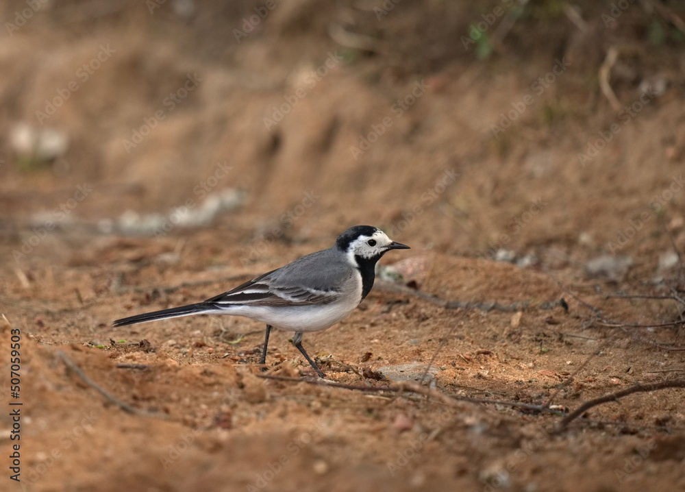 The white wagtail (Motacilla alba) is a small passerine bird in the family Motacillidae, which also includes pipits and longclaws. The white wagtail (Motacilla alba) is a small passerine bird in the family Motacillidae, which also includes pipits and longclaws.