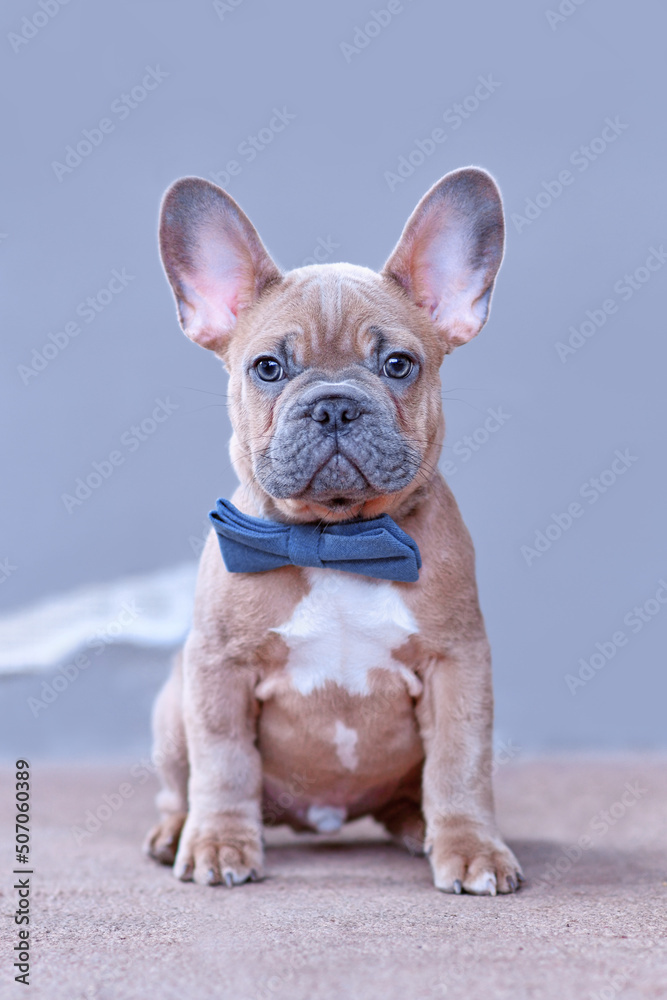 Blue red fawn French Bulldog dog puppy with blue bow tie in front of gray wall