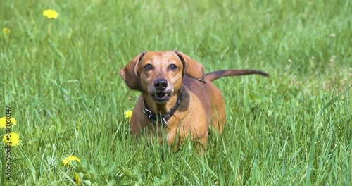 4K - Dachshund barking at camera in the meadow