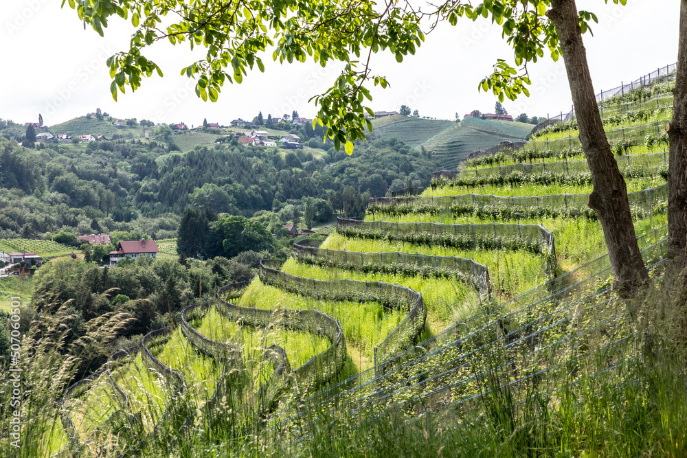 clouds floating across the sky above vineyard near Heimschuh, Kitzeck in southern Styria, Austria