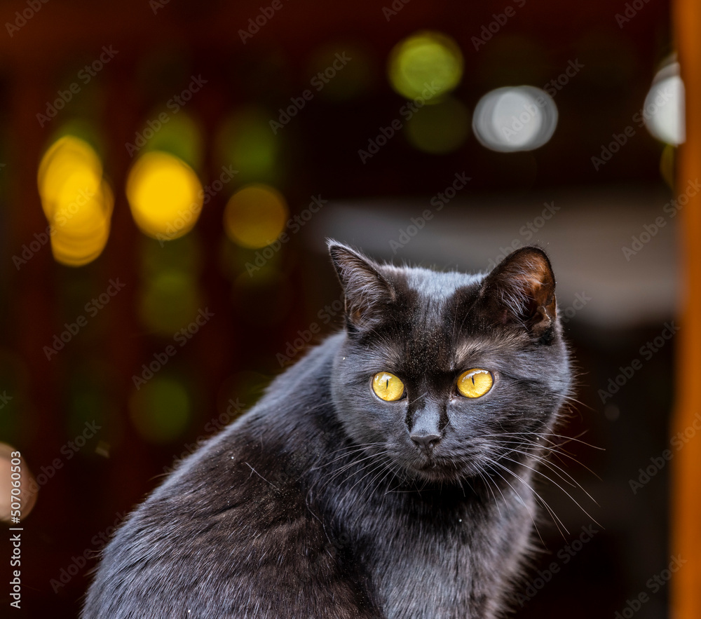 dirty black cat