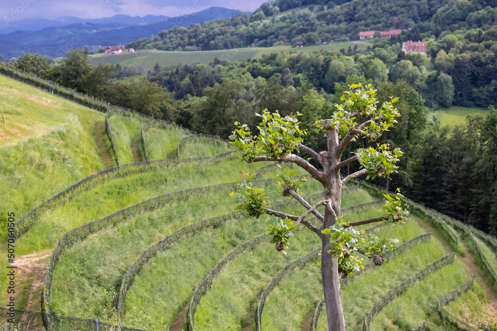 plane tree in vineyard in Heimschuh, Kitzeck in southern Styria, Austria