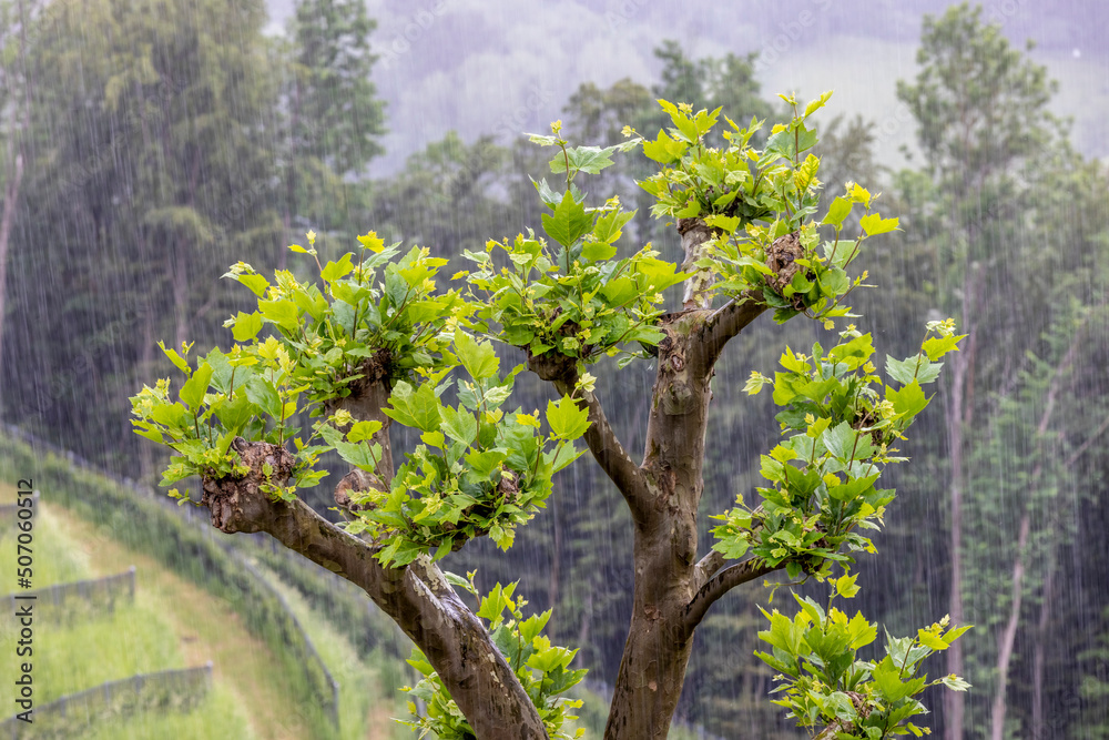 plane tree in rain on vineyard in Heimschuh, Kitzeck in southern Styria, Austria
