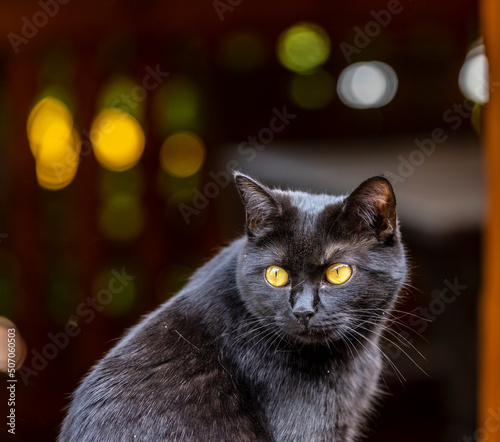Obraz na płótnie dirty black cat w salonie